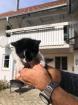 Babykatzen/Kitten